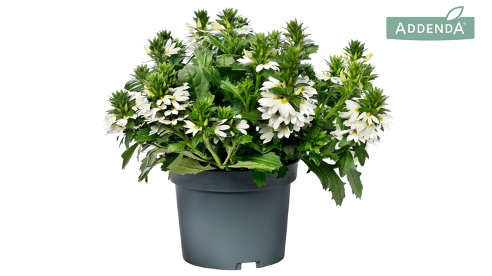 <h4>Scaevola Wit</h4>