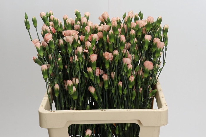 <h4>Dianthus Tr Hamada</h4>