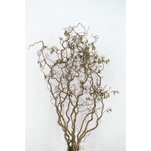 CORYL AV CONTORTA 2 JARIG 150CM