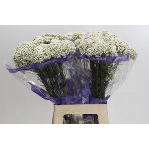 Ozothamnus Cooks Snow White