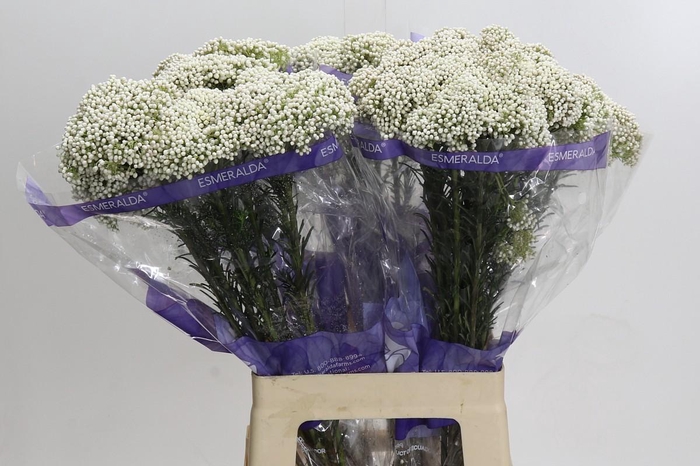 Ozothamnus Cooks Snow White