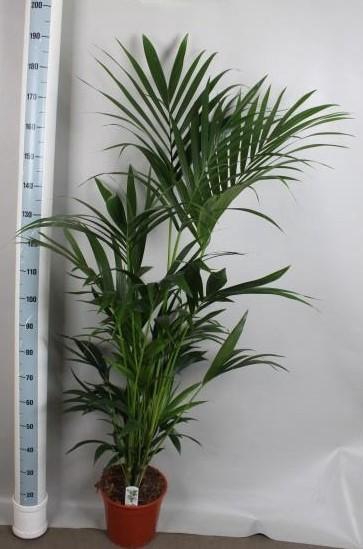 <h4>HOWEA FORSTERIANA</h4>