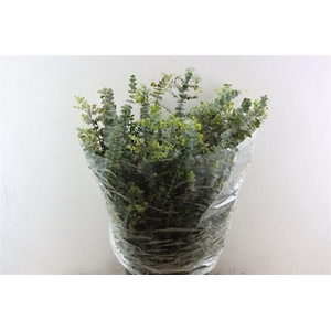 Euca Baby Blue 400gr Pbs