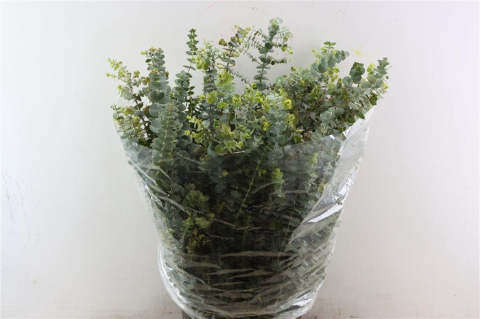 <h4>Euca Baby Blue 400gr Pbs</h4>