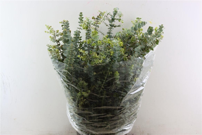 Euca Baby Blue 400gr Pbs