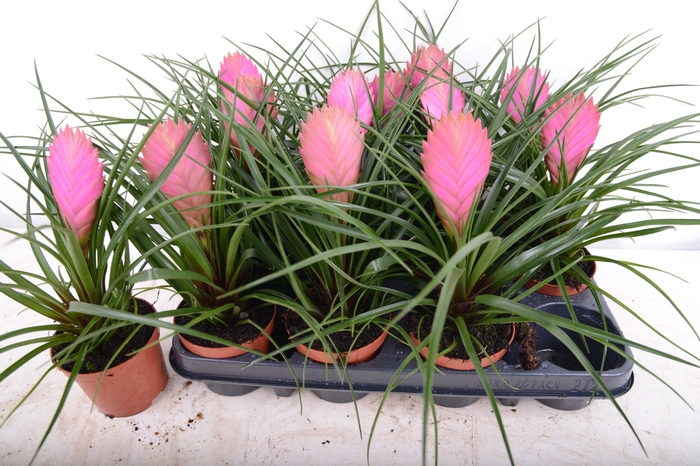 <h4>TILL CYANEA</h4>