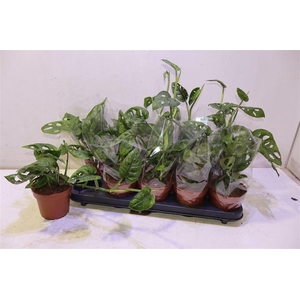 arr8 Monstera Adansonii
