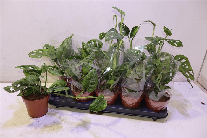 <h4>arr8 Monstera Adansonii</h4>