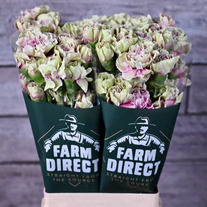 <h4>Di St Antigua</h4>