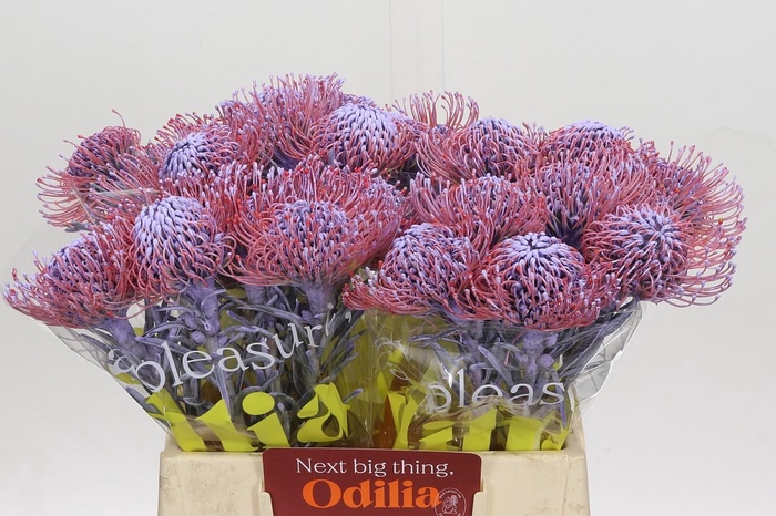 <h4>Nutans Painted Milka</h4>