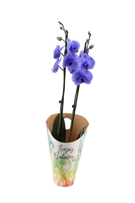 <h4>Enjoy Potcover Phal I Am Purple 2T14+</h4>
