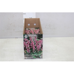 Bol Hyacinth Hispanica Pink 10 Zakjes X10