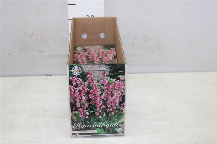 Bol Hyacinth Hispanica Pink 10 Zakjes X10