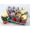 Chrysanthemum (Indicum Grp) Vienna Coco Gemengd