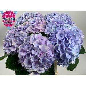 <h4>HYDR M CH VERENA BL</h4>