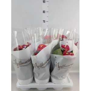 Anthurium andr. 'Coral Champion'