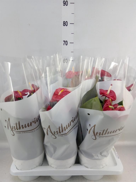 <h4>Anthurium andr. 'Coral Champion'</h4>