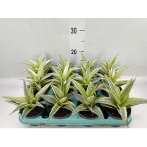 Sansevieria   ...