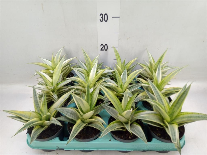 <h4>Sansevieria ...</h4>