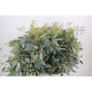 Euca Populus Berry 300gr P Bunch