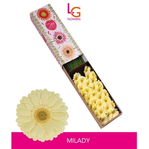 Germini Milady Doos