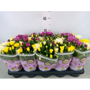 Chrysanthemum   ..mix/pot