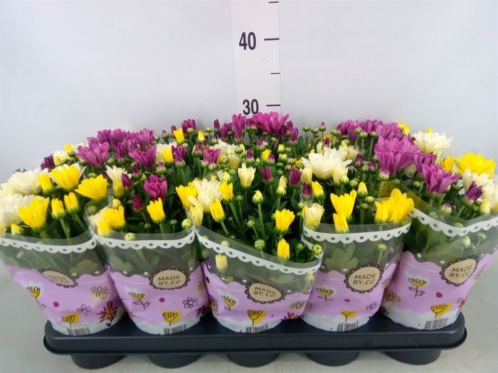 <h4>Chrysanthemum   ..mix/pot</h4>
