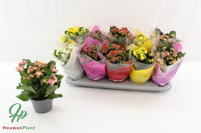 <h4>KAL GE GEM 5 KL</h4>