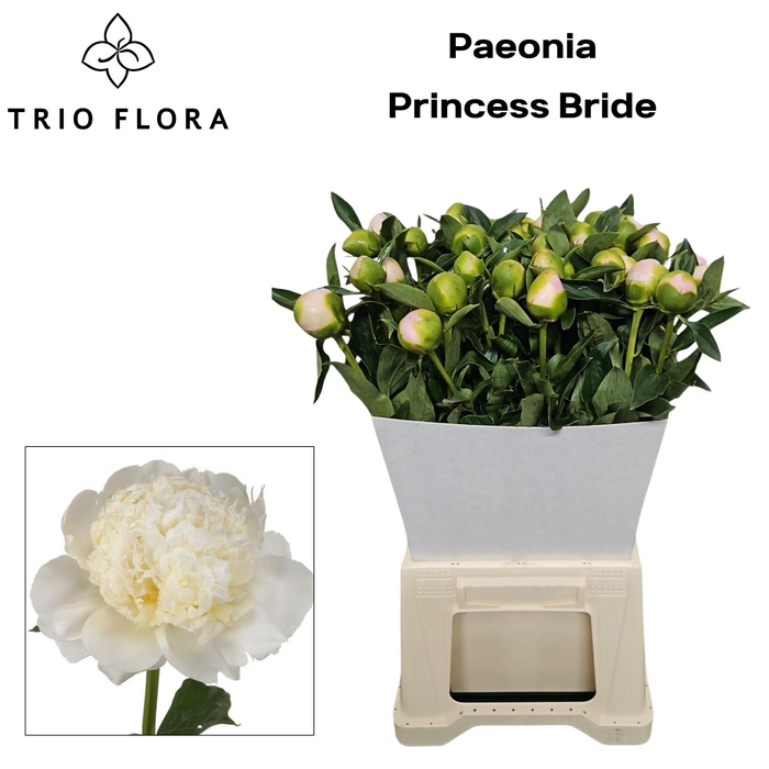 <h4>PAEO L PRINCES BRIDE</h4>