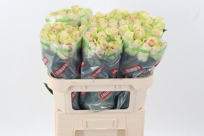 <h4>R Gr La Belle</h4>