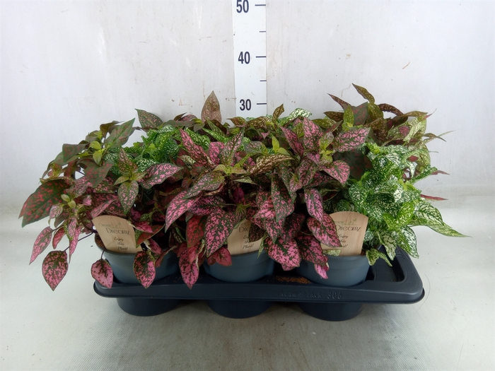 <h4>Hypoestes phyllo.   ...mix</h4>