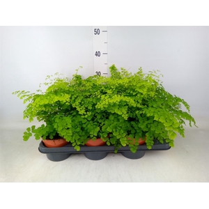 Adiantum raddi. 'Fragrans'