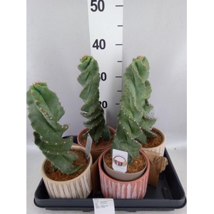 Cereus   ...