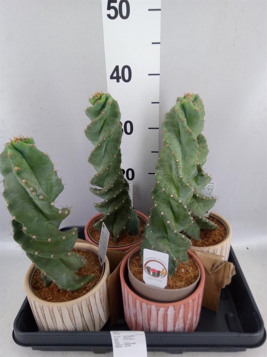 <h4>Cereus   ...</h4>