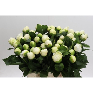 Paeonia Bridal Shower