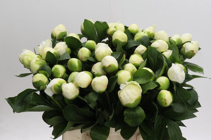 Paeonia Bridal Shower