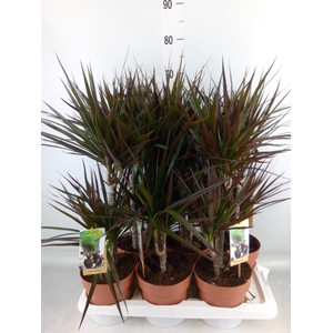 Dracaena marg. 'Magenta'
