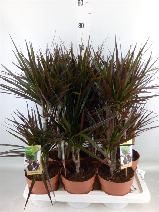 <h4>Dracaena marg. 'Magenta'</h4>
