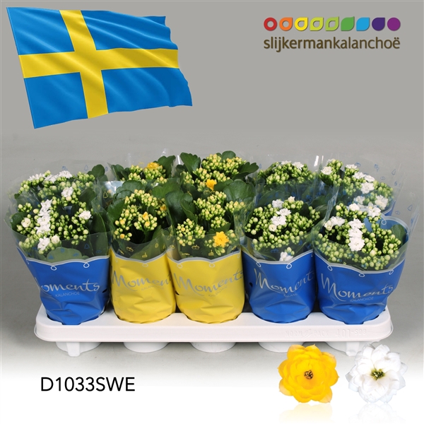 <h4>Kalanchoe Moments - Sweden flag</h4>