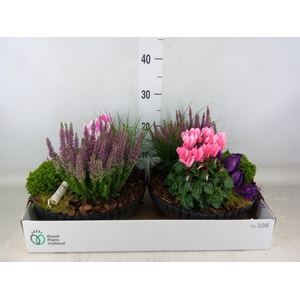 Arr.   Tuinplanten L%