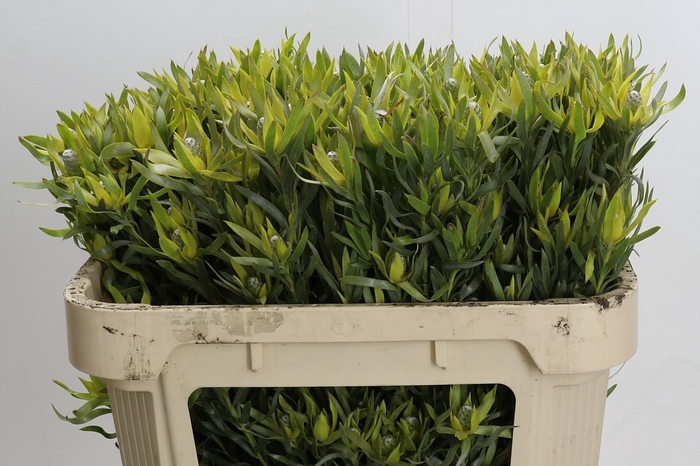 <h4>Leucadendron Pisa Spray</h4>