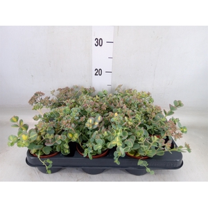 Sedum sieboldii 'Mediovariegatum'