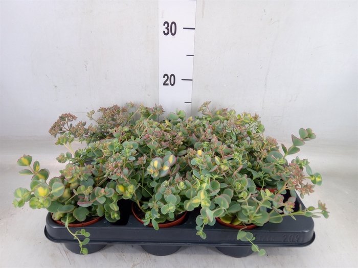 <h4>Sedum sieboldii 'Mediovariegatum'</h4>