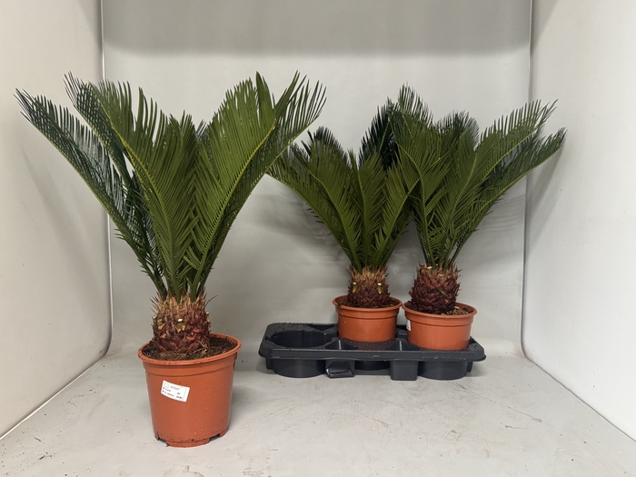<h4>CYCAS REVOLUTA</h4>
