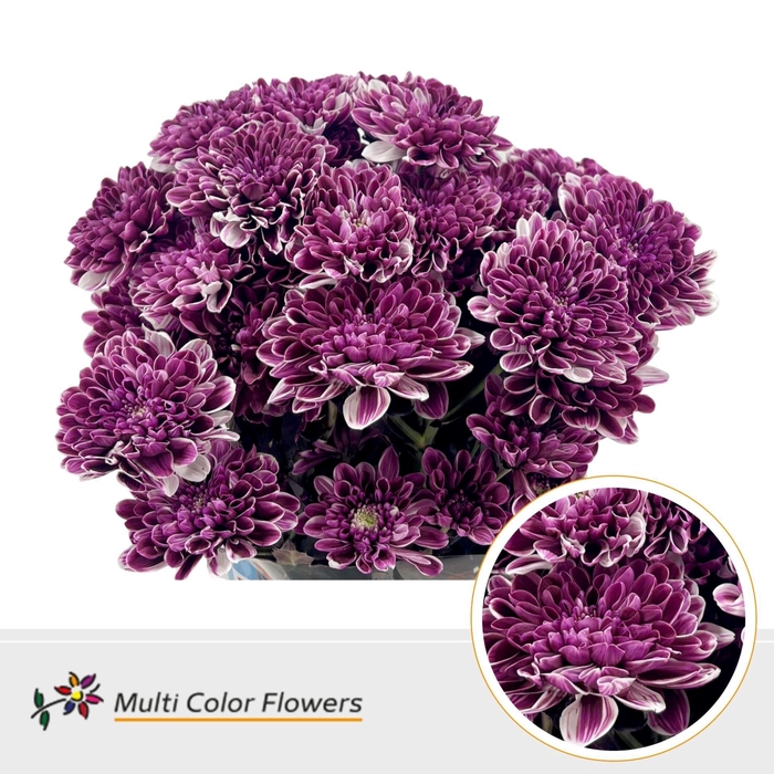 <h4>Chrysanthemum TR   ...colored H%</h4>