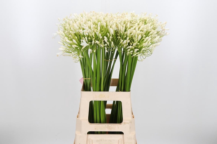 <h4>Agapanthus Umbellatus Album</h4>