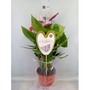 Anthurium andr. 'Violet Heart'
