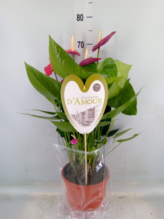 <h4>Anthurium andr. 'Violet Heart'</h4>