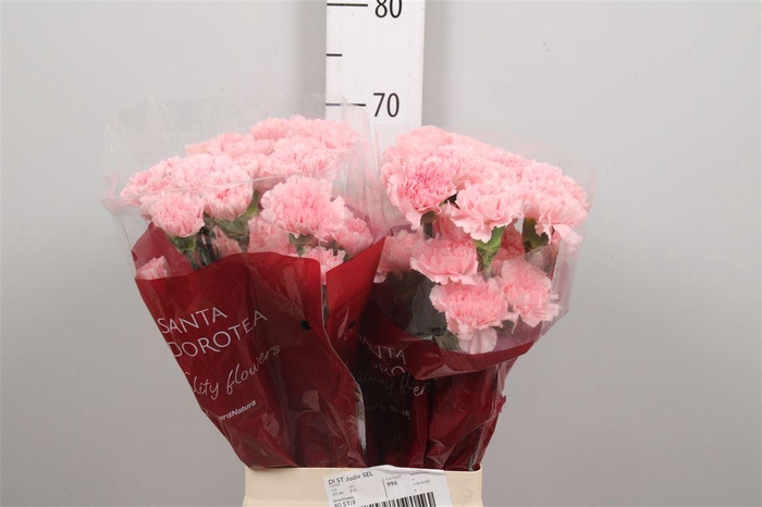 <h4>Di St Jodie</h4>