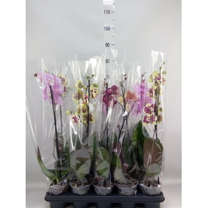 Phalaenopsis   ...mix